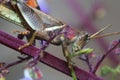 Close-up shot of a grasshopper eating a plant or vine Royalty Free Stock Photo