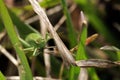 Close up shot of a grasshopper among the grass Royalty Free Stock Photo