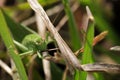 Close up shot of a grasshopper among the grass Royalty Free Stock Photo