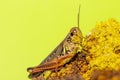 Grasshopper on  a yellow flower with green background Royalty Free Stock Photo