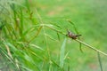 Close-up shot of a grasshopper on a green grass stalk Royalty Free Stock Photo