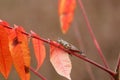 Close up shot of Grasshopper on a plant branch