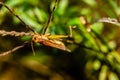 Close up shot grasshopper resting on a grass stem with defocued background and copy space Royalty Free Stock Photo