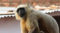 Close-up shot of a Gray langur & x28;Semnopithecus& x29; resting outdoors on the blurred background Royalty Free Stock Photo