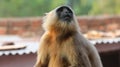 Close-up shot of a Gray langur (Semnopithecus) resting outdoors on the blurred background Royalty Free Stock Photo