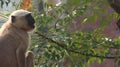 Close-up shot of a Gray langur (Semnopithecus) resting on the tree on the blurred background Royalty Free Stock Photo