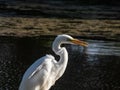 Great or common egret (Ardea alba) with pure white plumage, long neck and yellow bill outdoors Royalty Free Stock Photo