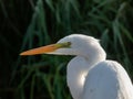 Close-up shot of the Great or common egret (Ardea alba) with pure white plumage, long neck and yellow bill outdoors Royalty Free Stock Photo