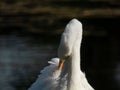 Great or common egret (Ardea alba) with pure white plumage, long neck and yellow bill outdoors Royalty Free Stock Photo