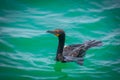 Close up shot of Great Cormorant bird in the lake