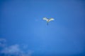 Close-up shot of a Great egret flying with its wide-open wings Royalty Free Stock Photo