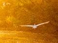 Close up shot of Great egret flying in Lake Overholser