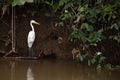 Close-up shot of a great egret standing on a tree root over a swamp