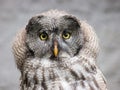 Close up shot of a Great grey owl (Strix nebulosa) staring into the camera on a blurred background Royalty Free Stock Photo