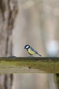 Close-up shot of a Great tit bird perched on a wooden fence and looking at a pile of sunflower seeds Royalty Free Stock Photo
