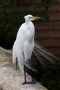 Close up shot of Great white Egret on the fence Royalty Free Stock Photo