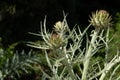 Close up shot of green artichokes growing in garden