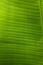 Close-up shot of green banana leaf texture Royalty Free Stock Photo