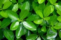 Close-up shot of green bush