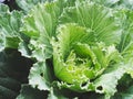Close up at green cabbage