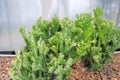 Close-up shot of green cactus with thorns, quite branching and clumping. Royalty Free Stock Photo