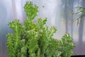 Close-up shot of green cactus with thorns, quite branching and clumping. Royalty Free Stock Photo