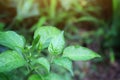 Close up shot of a green chilli tree in the garden with morning light. Selectable focus