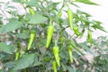 Close up shot of green chillis Royalty Free Stock Photo