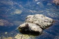 Close-up shot of a green crab on a rock in the water Royalty Free Stock Photo