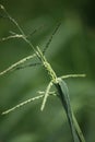 Close-up shot of the green Digitaria ciliaris or Southern crabgrass in the garden.