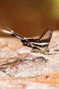 Green Dragontail Butterfly pee on salt lick Royalty Free Stock Photo