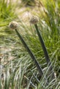 Green flowering onions with seeds