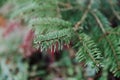 A close up shot of a green fraser fir tree branch in fall with copy space Royalty Free Stock Photo