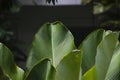 Close-up shot of the green freshness of Calathea lutea plants.