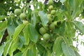 Close up shot of the green fruit of walnut leaves on a tree on a sunny day in spring Royalty Free Stock Photo