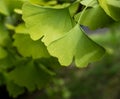 Green gingko biloba leaves on a branch Royalty Free Stock Photo