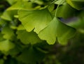 Green gingko biloba leaves on a branch Royalty Free Stock Photo