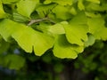 Green gingko biloba leaves on a branch Royalty Free Stock Photo