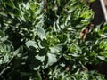 Close-up shot of green golden root or rose root Rhodiola rosea leaves Royalty Free Stock Photo