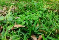 Close up shot of green grass blades and small plants