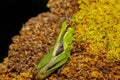 Grasshopper on a dry yellow flower Royalty Free Stock Photo