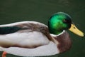 A male mallard duck in close up Royalty Free Stock Photo
