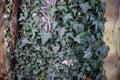 Close-up shot of green ivy weaves a tree trunk Royalty Free Stock Photo