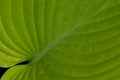 Close up shot of green leaf background Royalty Free Stock Photo