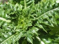 Close up shot of green leaves of a mature plant