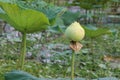 Close-up shot of green lotus, lotus bud in the pond, selective focus background, nature, outdoors Royalty Free Stock Photo