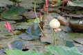 Close-up shot of green lotus, lotus bud in the pond, selective focus background, nature, outdoors Royalty Free Stock Photo