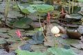 Close-up shot of green lotus, lotus bud in the pond, selective focus background, nature, outdoors Royalty Free Stock Photo