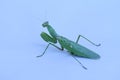 Close up shot of green mantis on white background. Royalty Free Stock Photo