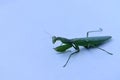 Close up shot of green mantis on white background. Royalty Free Stock Photo